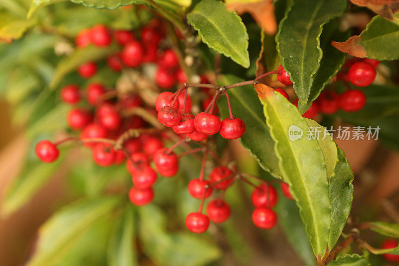 中草药- Ardisia Crenata Sims